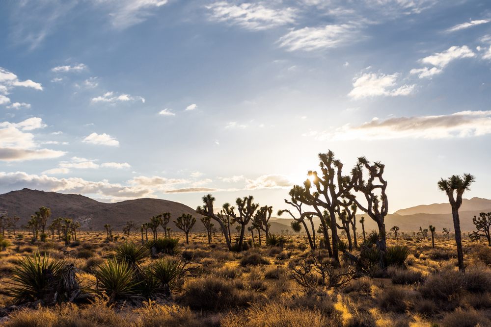 Sliding Patio Doors Replacement in Joshua Tree, CA
