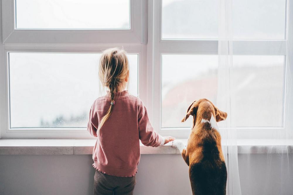 How In-Glass Pet Doors Can Improve Your Pet’s Quality of Life