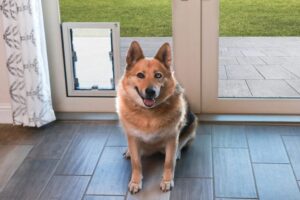 How In-Glass Pet Doors Can Improve Your Pet’s Quality of Life