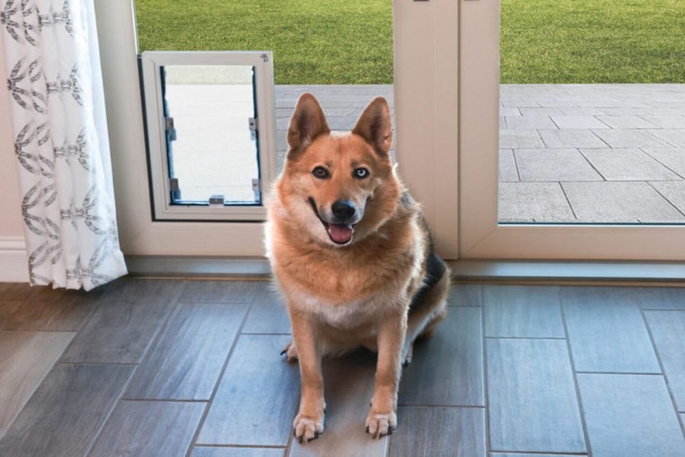 How In-Glass Pet Doors Can Improve Your Pet’s Quality of Life