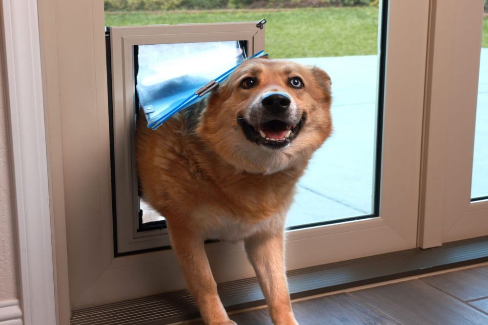 How In-Glass Pet Doors Can Improve Your Pet’s Quality of Life